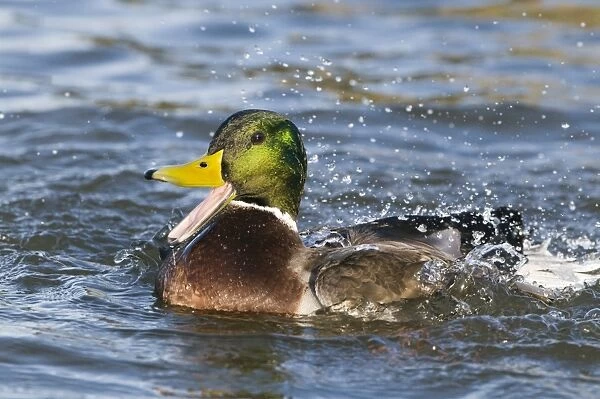 Mallard Anas Platyrhynchos male quacking and bathing Norfolk winter