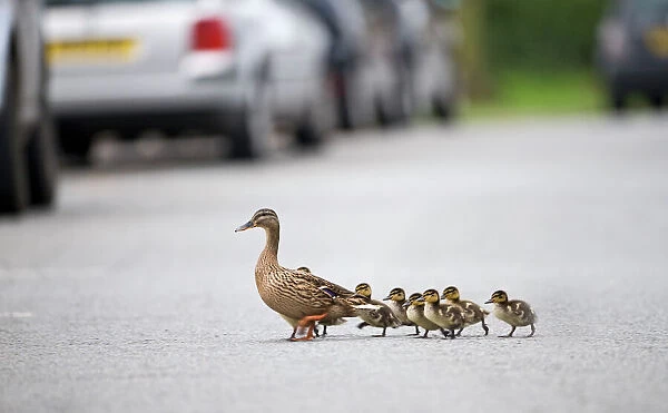 Mallard Anas platyrhynchos mother leading ducklings across road Arundel Sussex