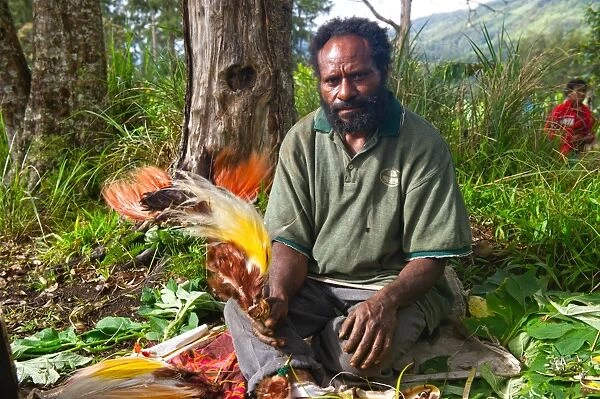 Man unpacking bird of paradise plumes including Lesser, Greater and Raggiana Birds