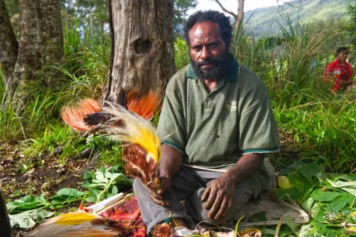 Framed Print : Man unpacking bird of paradise plumes including Lesser, Greater and Raggiana Birds Framed Print : Man unpacking bird of paradise plumes including Lesser, Greater and Raggiana Birds