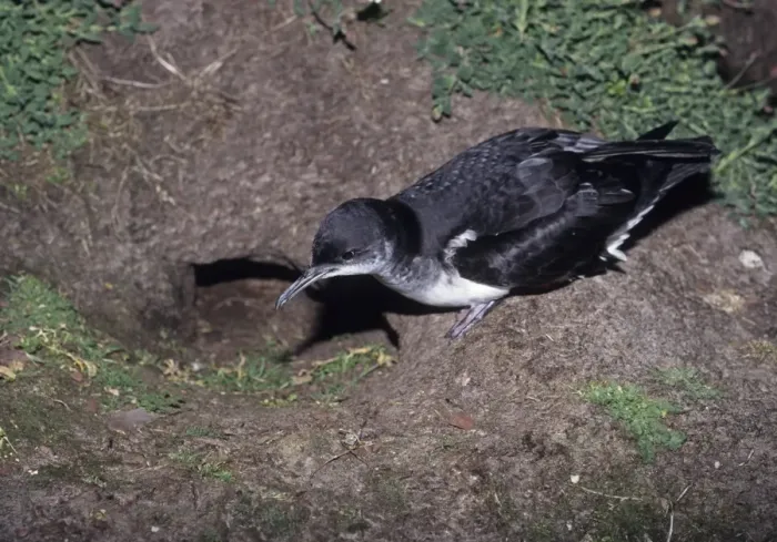 Framed Print : Manx Shearwater at entrance to nest burrow on Skomer Pembrokeshire Wales