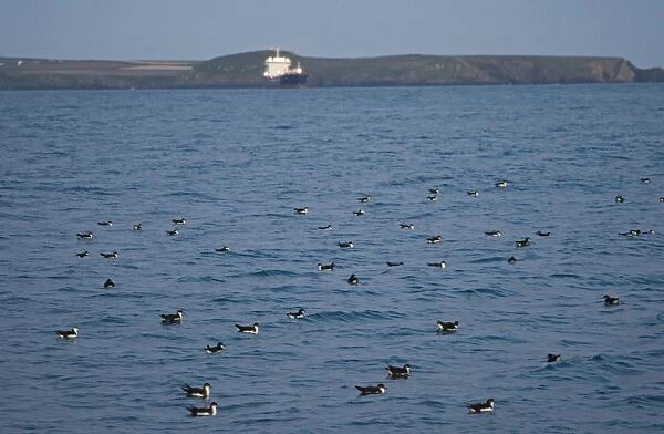 Manx Shearwaters Puffinus puffinus gathering in St Brides Bay off Skomer Island