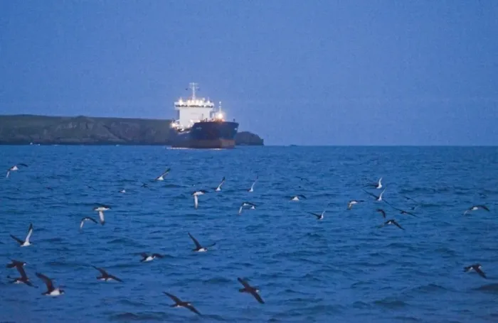 Framed Print : Manx Shearwaters Puffinus puffinus gathering in St Brides Bay off Skomer Island Framed Print : Manx Shearwaters Puffinus puffinus gathering in St Brides Bay off Skomer Island