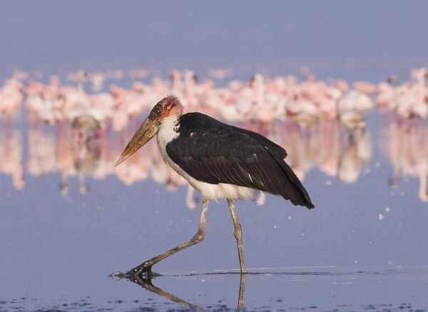 Marabou Stork Lake Nakuru Kenya