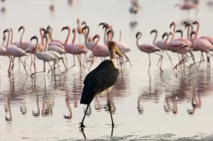 Framed Print : Marabou Stork (Leptoptilos crumeniferus) stalking Lesser Flamingos (Phoeniconaias