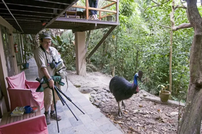 Framed Print : Mark Cocker gingerly creeping past a Southern Cassowary Casaurius casaurius Cassowary Framed Print : Mark Cocker gingerly creeping past a Southern Cassowary Casaurius casaurius Cassowary