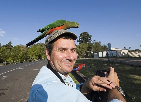 Mark Cocker with King Parrot perched on his head at O Reillys Queensland Australia