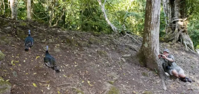 Framed Print : Mark Cocker photographing Ocellated Turkeys at Tikal Guatemala Framed Print : Mark Cocker photographing Ocellated Turkeys at Tikal Guatemala