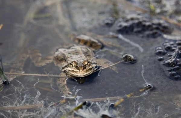 Marsh Frog Rana ridibunda in pond surrounded by spawn Great Caucasus Georgia April