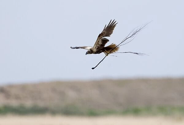 Marsh Harrier Circus aeruginosus female carrying nest material Cley Norfolk April