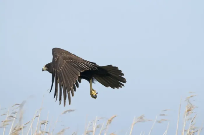 Framed Print : Marsh Harrier Circus aeruginosus juvenile Norfolk July Framed Print : Marsh Harrier Circus aeruginosus juvenile Norfolk July