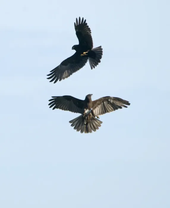 Framed Print : Marsh Harrier Circus aeruginosus juveniles grappling Cley Norfolk July Framed Print : Marsh Harrier Circus aeruginosus juveniles grappling Cley Norfolk July