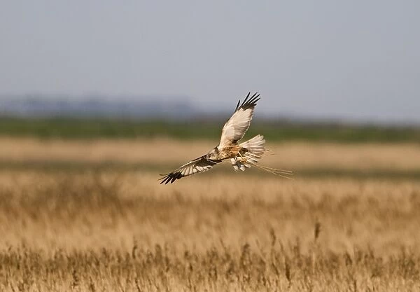 Marsh Harrier Circus aeruginosus male dropping down into nest with nest material