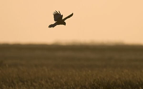 Marsh Harrier Circus aeruginosus male dropping down into nest at Cley Norfolk Spring