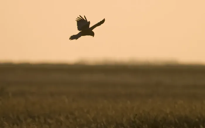 Framed Print : Marsh Harrier Circus aeruginosus male dropping down into nest at Cley Norfolk Spring Framed Print : Marsh Harrier Circus aeruginosus male dropping down into nest at Cley Norfolk Spring