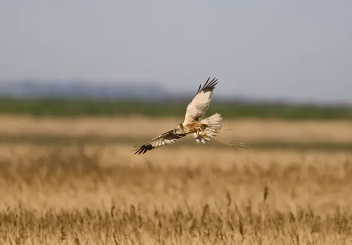 Framed Print : Marsh Harrier Circus aeruginosus male dropping down into nest with nest material Framed Print : Marsh Harrier Circus aeruginosus male dropping down into nest with nest material