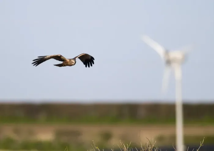 Framed Print : Marsh Harrier Circus aeruginosus male with wind turbine in background Norfolk Spring Framed Print : Marsh Harrier Circus aeruginosus male with wind turbine in background Norfolk Spring