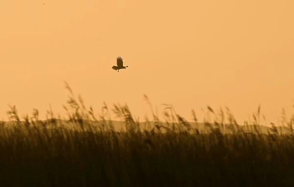 Marsh Harrier Circus aeruginosus over reedbed at dawn Cley Norfolk April