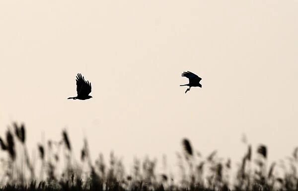 Marsh Harrier Circus cyaneus about to food pass Cley Norfolk April