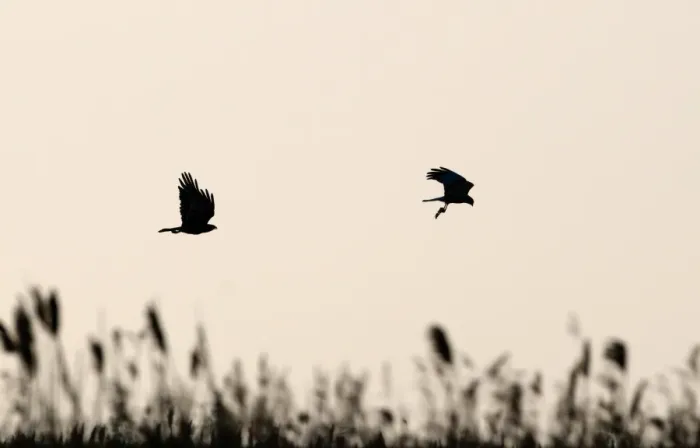 Framed Print : Marsh Harrier Circus cyaneus about to food pass Cley Norfolk April Framed Print : Marsh Harrier Circus cyaneus about to food pass Cley Norfolk April