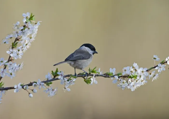 Framed Print : Marsh Tit Parus palustris on Blackthorn in spring Norfolk Framed Print : Marsh Tit Parus palustris on Blackthorn in spring Norfolk