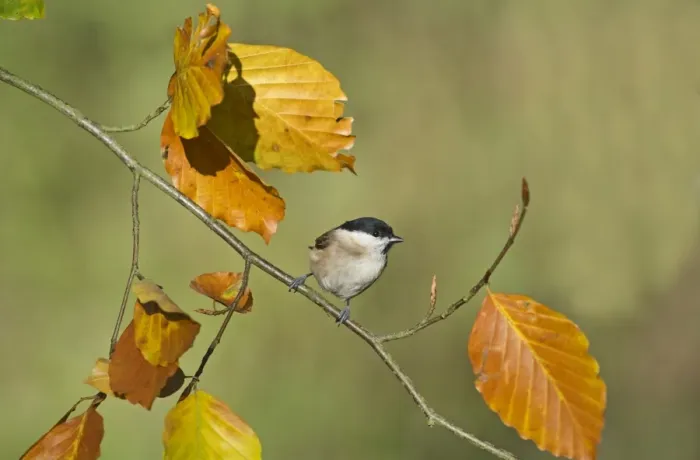 Framed Print : Marsh Tit Parus palustris Norfolk autumn Framed Print : Marsh Tit Parus palustris Norfolk autumn