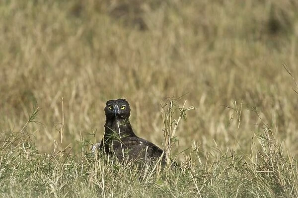 Martial Eagle Polemaetus bellicosus Masai Mara Kenya