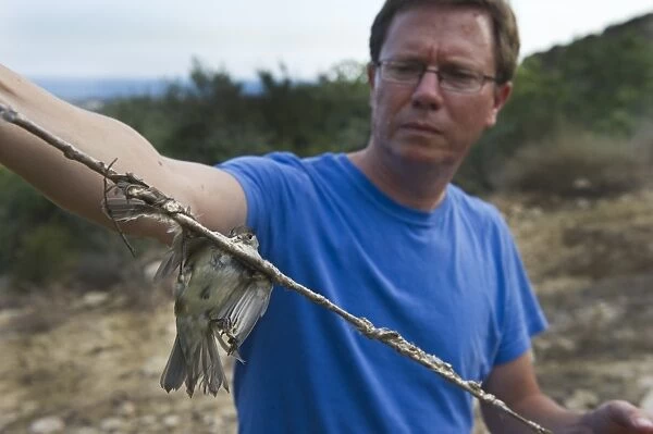 Martin Hellicar from Birdlife Cyprus holding a limestrick with trapped Blackcap Cyprus