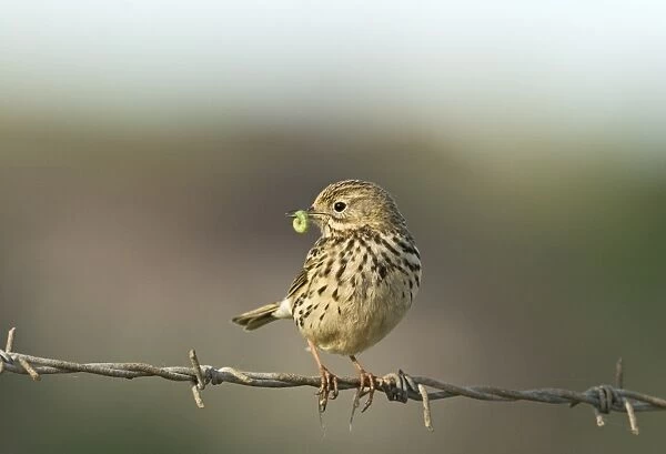 Meadow Pipit Anthus pratensis with caterpillar for young Norfolk May