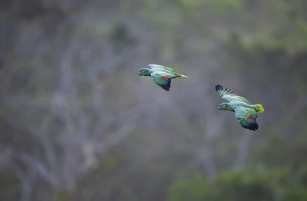 Mealy Parrot Amazona farinosa flying above the canopy of the Amazon Rainforest Tambopata