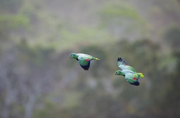 Mealy Parrot Amazona farinosa flying above the canopy of the Amazon Rainforest Tambopata