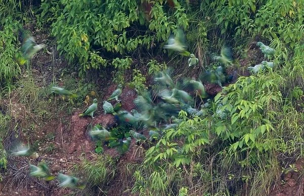 Mealy Parrots Amazona farinosa at clay lick Tambopata Peruvian Amazon