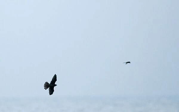 Merlin Falco columbaris chasing a migrant Grey Wagtail coming in off sea Blakeney