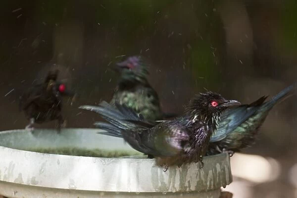 Metallic Starling Aplonis metallica bathing in garden bird bath Kingfisher Park