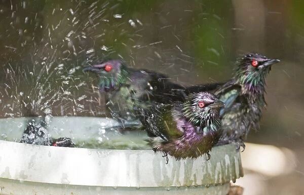 Metallic Starlings Aplonis metallica in bird bath Kingfisher Park Queensland Australia