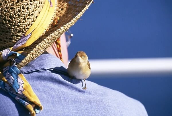 Migrant Redd Warbler perched on passengers shoulder on P&O Ferry in Bay Of Biscay