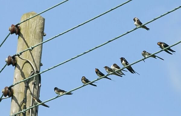 migrant Swallows Hirundo rustica on wires in village North Norfolk September