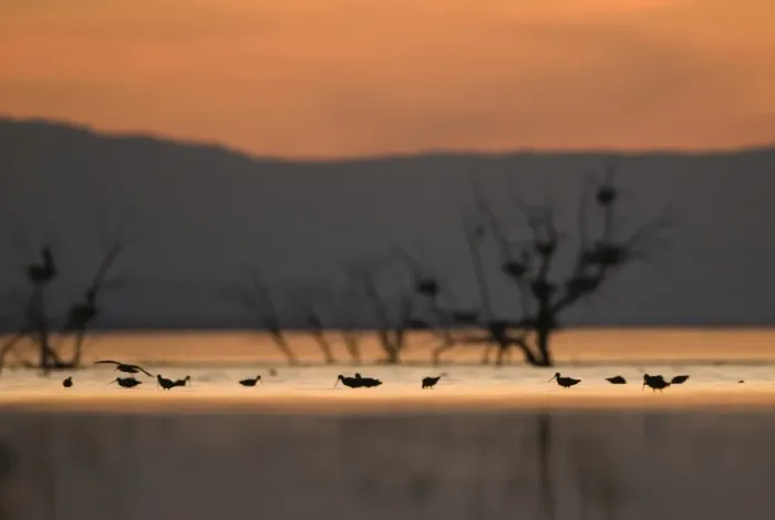 Framed Print : Migrant waders feeding in the Salton Sea at dusk California April Framed Print : Migrant waders feeding in the Salton Sea at dusk California April