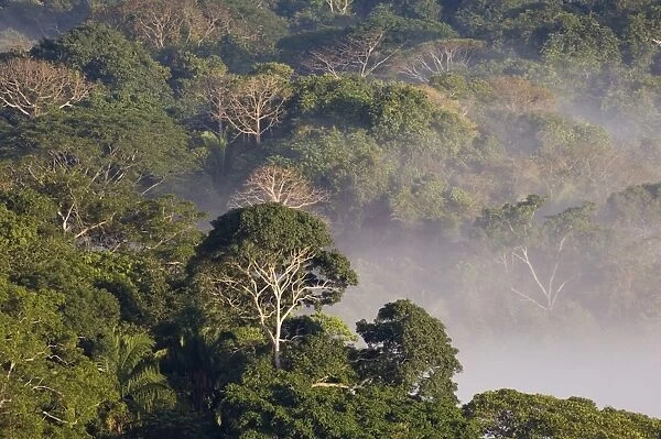 Mist shrouded lowland rainforest at dawn Soberiana NP Panama