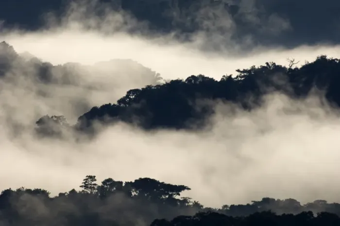 Framed Print : Mist shrouded lowland rainforest viewed from rooftop platform on the Canopy Tower Framed Print : Mist shrouded lowland rainforest viewed from rooftop platform on the Canopy Tower