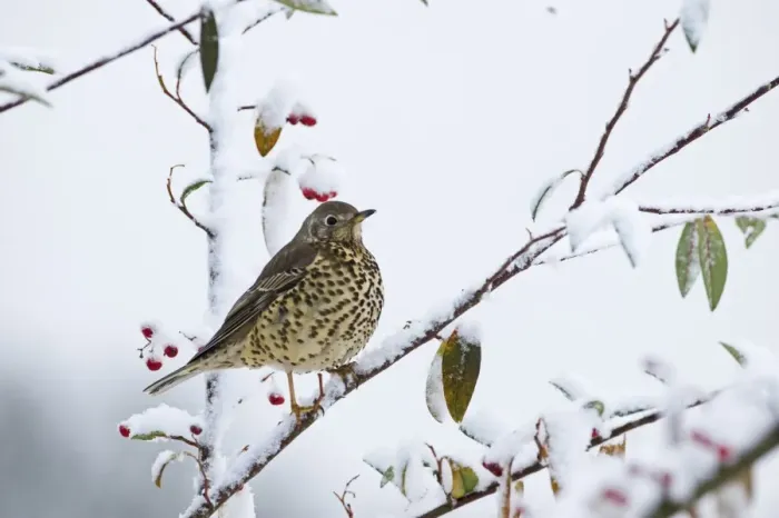 Framed Print : Mistle Thrush Turdus viscivorus feeding on berries in garden in snow Norfolk winter Framed Print : Mistle Thrush Turdus viscivorus feeding on berries in garden in snow Norfolk winter