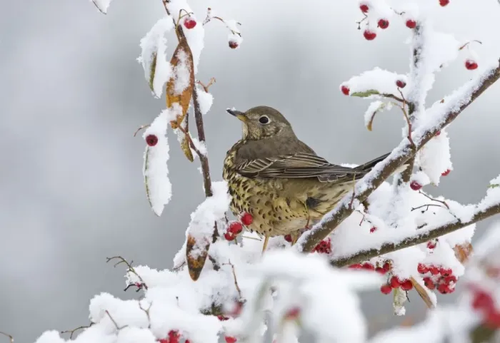 Framed Print : Mistle Thrush Turdus viscivorus feeding on berries in garden in snow Norfolk winter Framed Print : Mistle Thrush Turdus viscivorus feeding on berries in garden in snow Norfolk winter