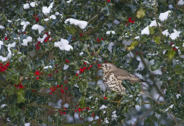 Framed Print : Mistle Thrush Turdus viscivorus feeding on holly berries Norfolk December Framed Print : Mistle Thrush Turdus viscivorus feeding on holly berries Norfolk December