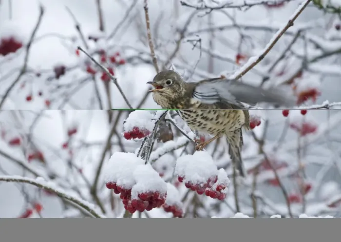 Framed Print : Mistle Thrush Turdus viscivorus feeding on Rowan berries in snow Norfolk December Framed Print : Mistle Thrush Turdus viscivorus feeding on Rowan berries in snow Norfolk December