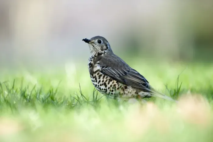 Framed Print : Mistle Thrush Turdus viscivorus in garden Norfolk UK Framed Print : Mistle Thrush Turdus viscivorus in garden Norfolk UK