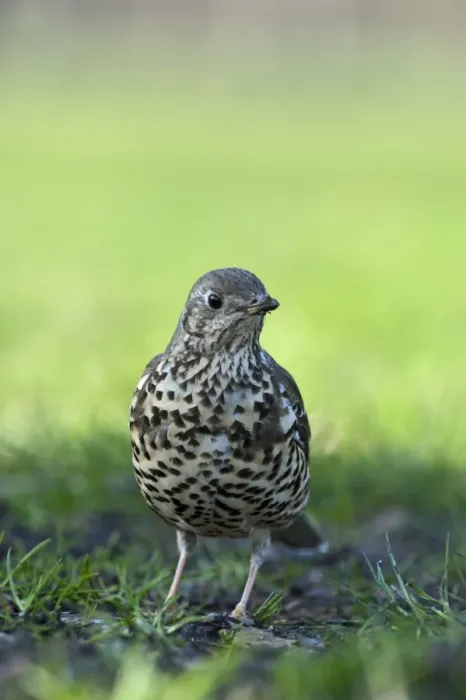 Framed Print : Mistle Thrush Turdus viscivorus in garden Norfolk UK