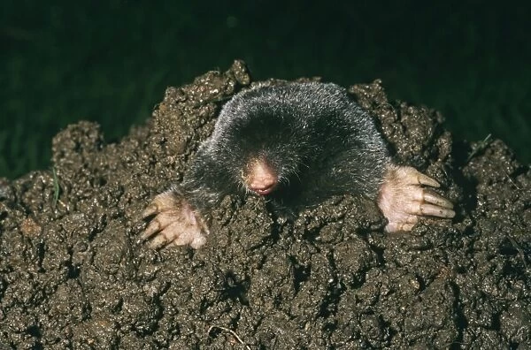 Mole emerging from mole hill (captive)