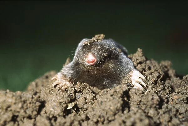 Mole emerging from mole hill UK