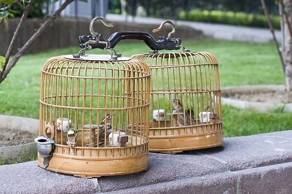 Mongolian Larks Melanocorypha mongolica being kept as cage birds Beijing China
