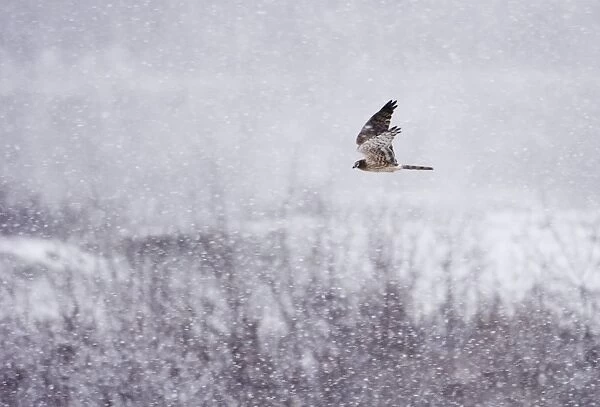 Montagus Harrier Circus pygargus female migrating through blizzard Great Caucasus